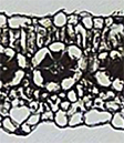 Cross section of C4 leaf